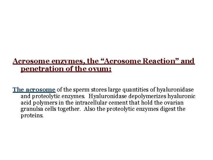 Acrosome enzymes, the “Acrosome Reaction” and penetration of the ovum: The acrosome of the