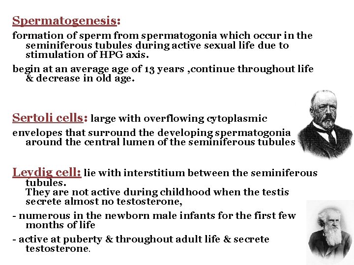 Spermatogenesis: formation of sperm from spermatogonia which occur in the seminiferous tubules during active