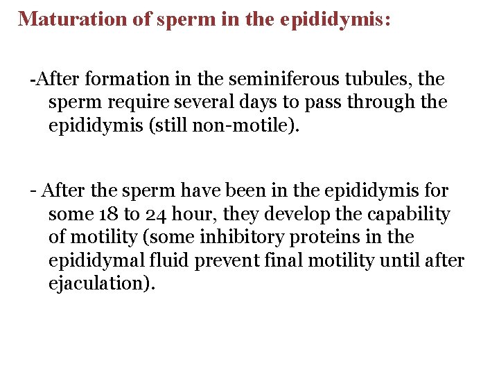 Maturation of sperm in the epididymis: -After formation in the seminiferous tubules, the sperm