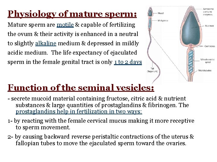 Physiology of mature sperm: Mature sperm are motile & capable of fertilizing the ovum