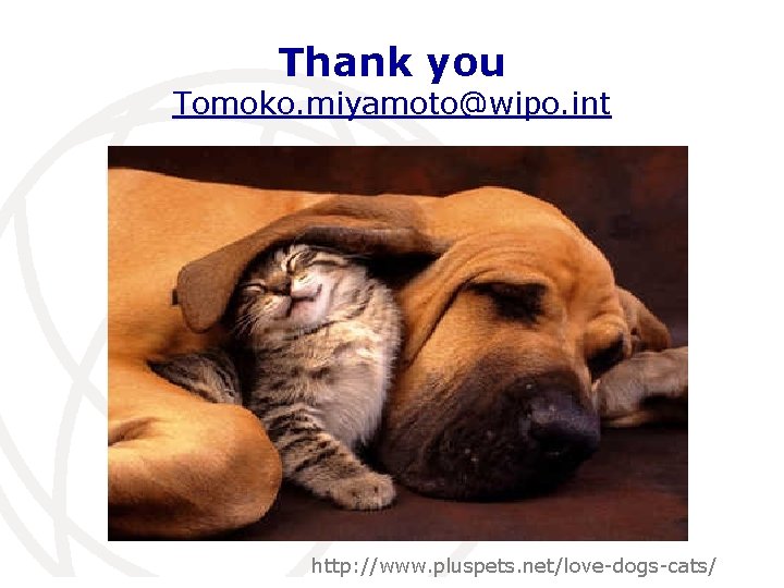 Thank you Tomoko. miyamoto@wipo. int International Telecommunication Union http: //www. pluspets. net/love-dogs-cats/ 