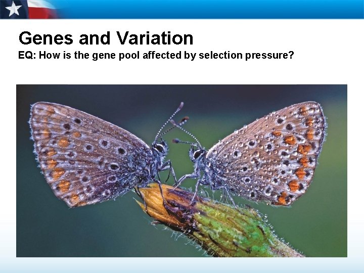 Genes and Variation EQ: How is the gene pool affected by selection pressure? 