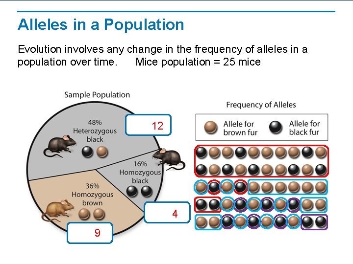 Alleles in a Population Evolution involves any change in the frequency of alleles in