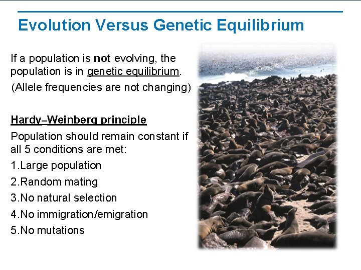 Evolution Versus Genetic Equilibrium If a population is not evolving, the population is in