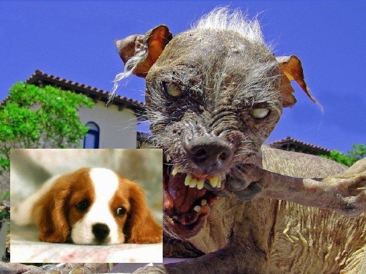 Do cute animals have more rights than ugly ones? Do cute animals have more rights than ugly ones?