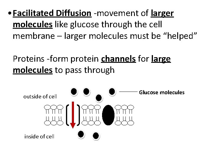  • Facilitated Diffusion -movement of larger molecules like glucose through the cell membrane