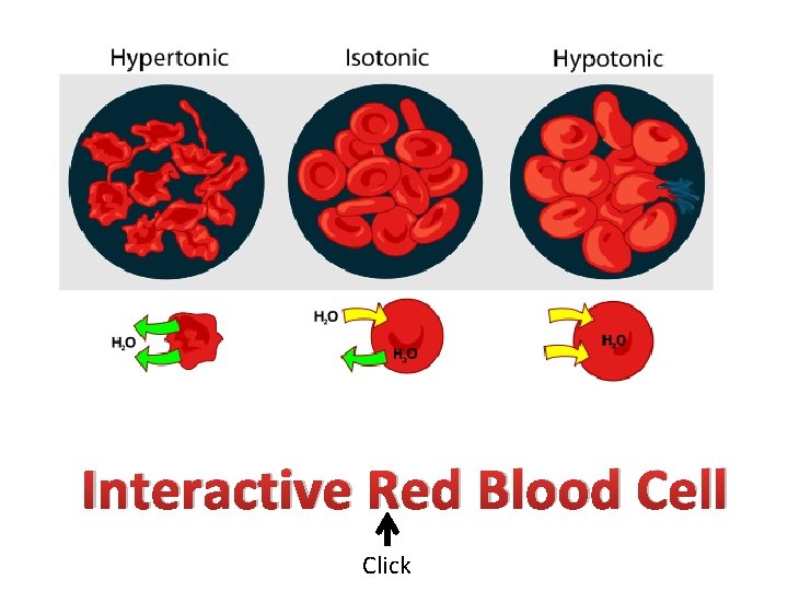 Interactive Red Blood Cell Click 