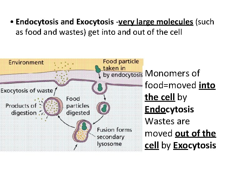  • Endocytosis and Exocytosis -very large molecules (such as food and wastes) get