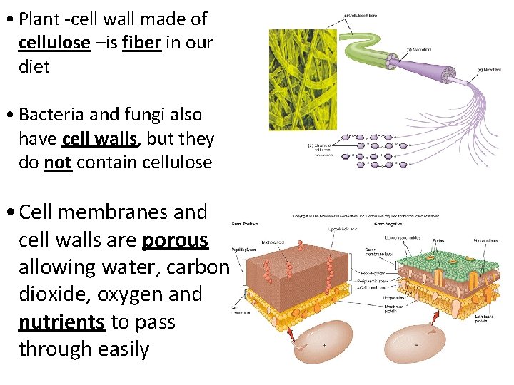  • Plant -cell wall made of cellulose –is fiber in our diet •