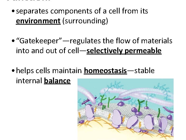 Function: • separates components of a cell from its environment (surrounding) • “Gatekeeper”—regulates the