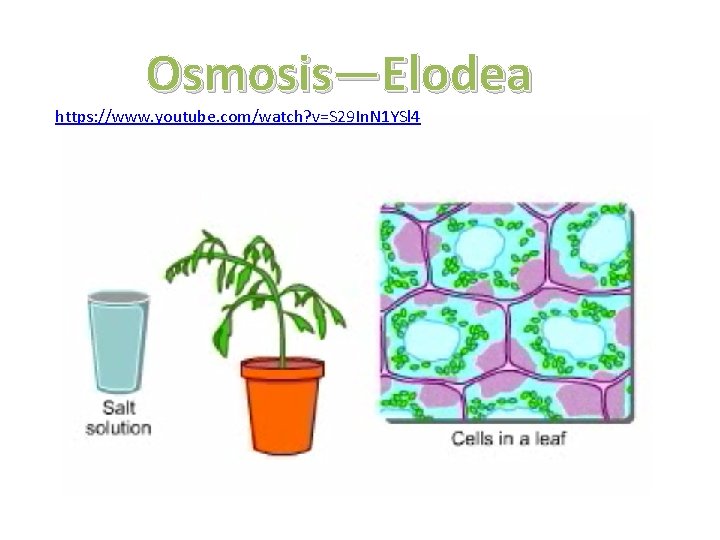 Osmosis—Elodea Leaf https: //www. youtube. com/watch? v=S 29 In. N 1 YSl 4 