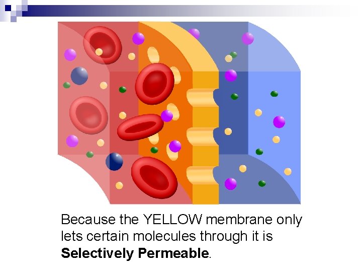 Because the YELLOW membrane only lets certain molecules through it is Selectively Permeable. 
