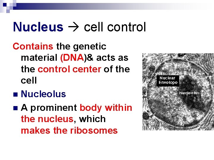 Nucleus cell control Contains the genetic material (DNA)& acts as the control center of