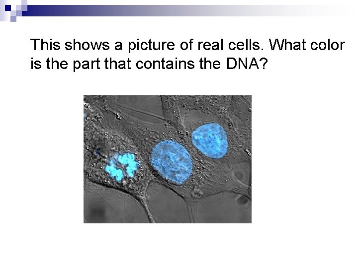 This shows a picture of real cells. What color is the part that contains