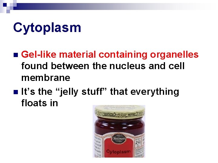 Cytoplasm Gel-like material containing organelles found between the nucleus and cell membrane n It’s