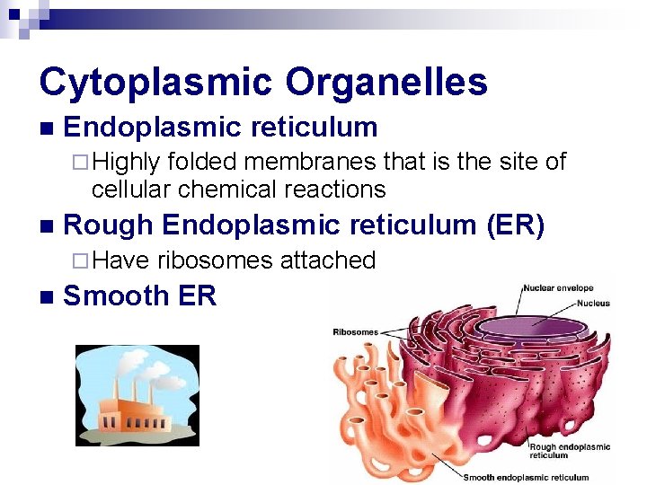 Cytoplasmic Organelles n Endoplasmic reticulum ¨ Highly folded membranes that is the site of