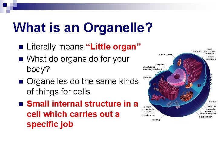 What is an Organelle? n n Literally means “Little organ” What do organs do