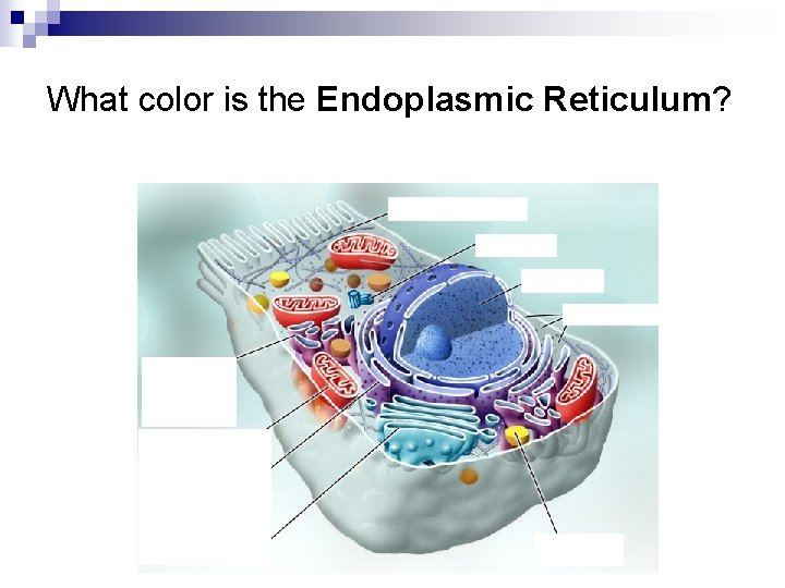 What color is the Endoplasmic Reticulum? 