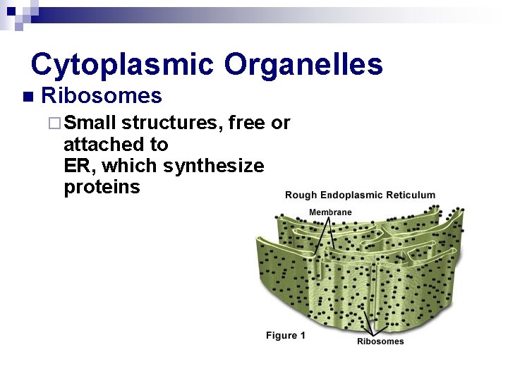 Cytoplasmic Organelles n Ribosomes ¨ Small structures, free or attached to ER, which synthesize