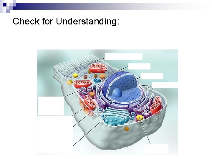Check for Understanding: 