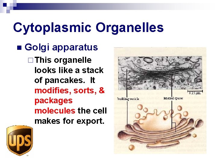 Cytoplasmic Organelles n Golgi apparatus ¨ This organelle looks like a stack of pancakes.