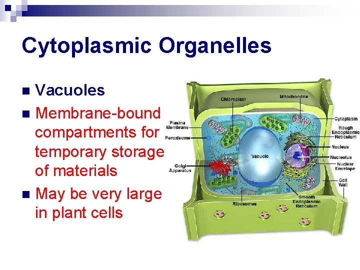 Cytoplasmic Organelles Vacuoles n Membrane-bound compartments for temporary storage of materials n May be