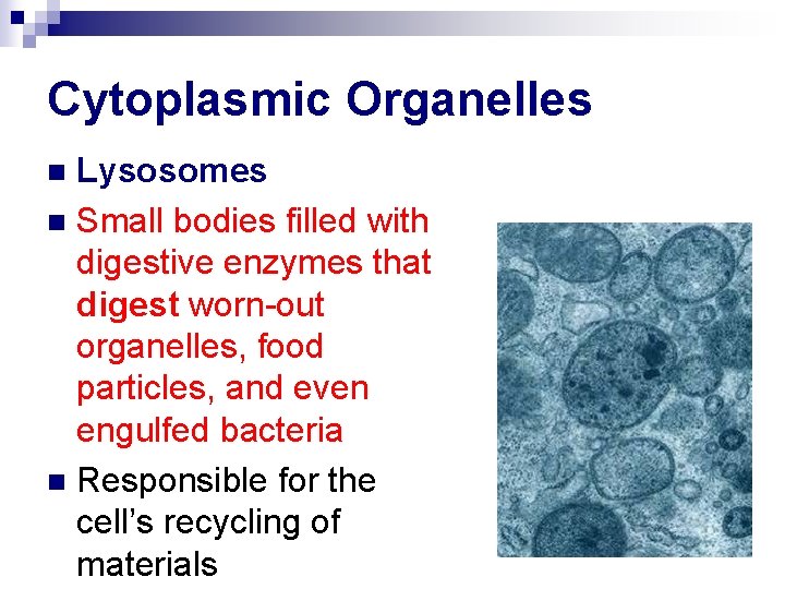 Cytoplasmic Organelles Lysosomes n Small bodies filled with digestive enzymes that digest worn-out organelles,