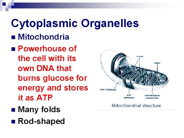 Cytoplasmic Organelles Mitochondria n Powerhouse of the cell with its own DNA that burns