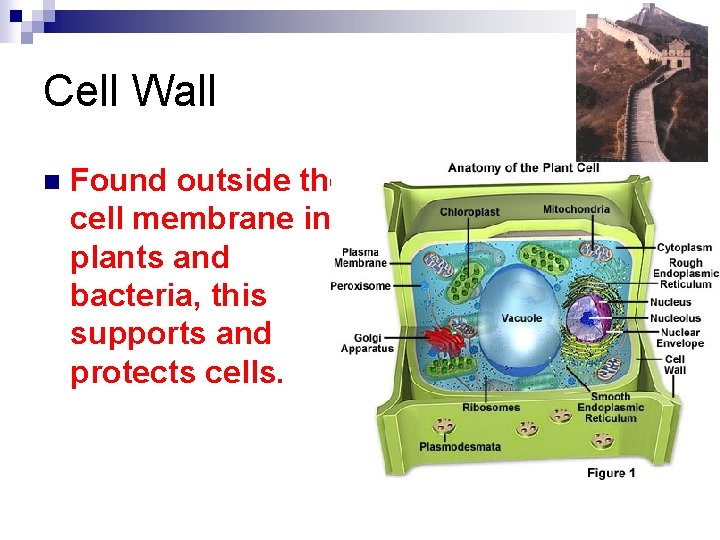 Cell Wall n Found outside the cell membrane in plants and bacteria, this supports