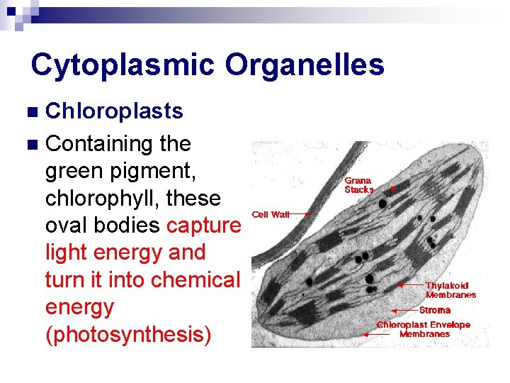 Cytoplasmic Organelles Chloroplasts n Containing the green pigment, chlorophyll, these oval bodies capture light