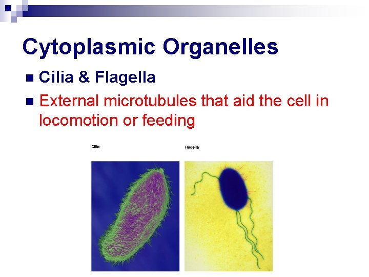 Cytoplasmic Organelles Cilia & Flagella n External microtubules that aid the cell in locomotion