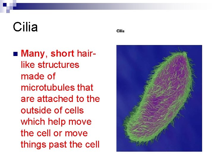 Cilia n Many, short hairlike structures made of microtubules that are attached to the