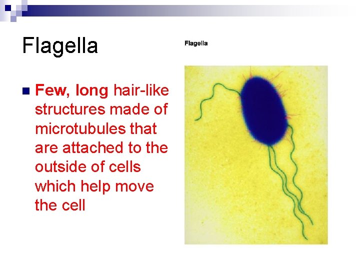 Flagella n Few, long hair-like structures made of microtubules that are attached to the