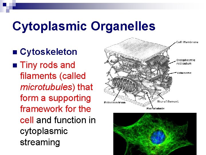Cytoplasmic Organelles Cytoskeleton n Tiny rods and filaments (called microtubules) that form a supporting