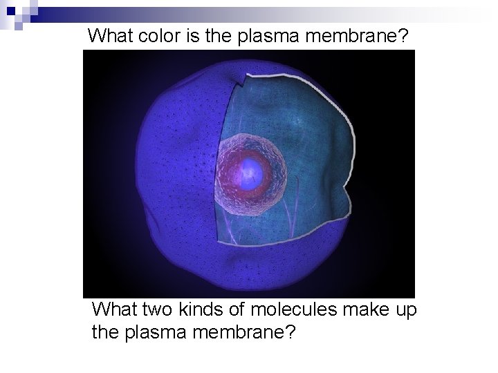 What color is the plasma membrane? What two kinds of molecules make up the