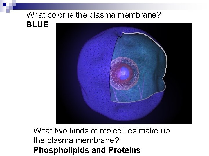 What color is the plasma membrane? BLUE What two kinds of molecules make up