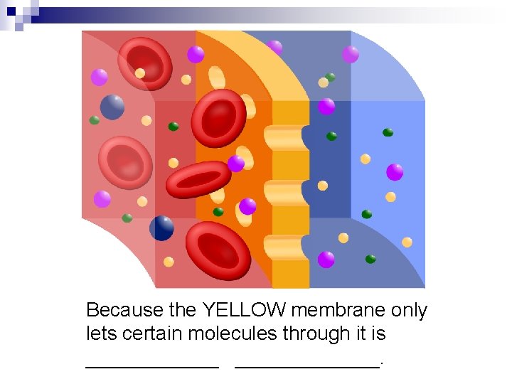 Because the YELLOW membrane only lets certain molecules through it is _____________. 