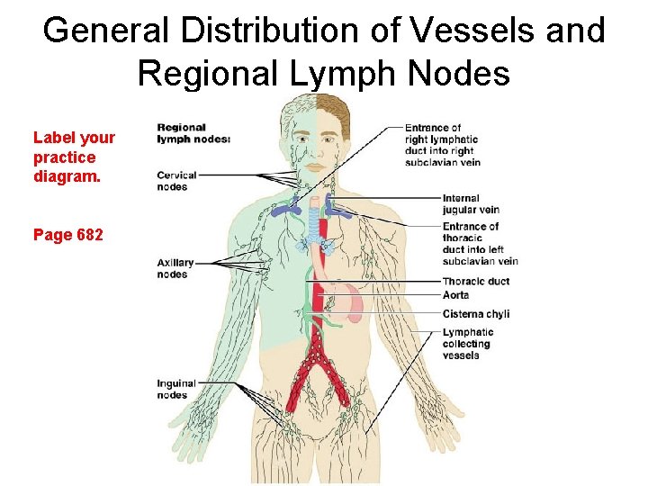 General Distribution of Vessels and Regional Lymph Nodes Label your practice diagram. Page 682