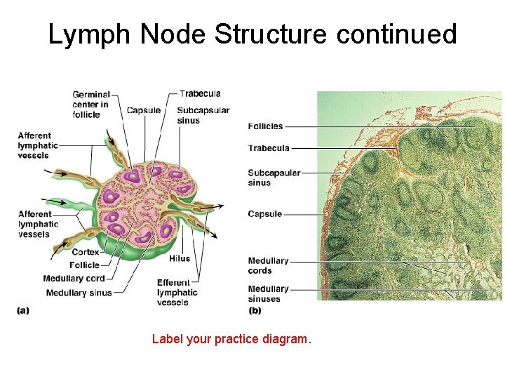 Lymph Node Structure continued Label your practice diagram. 