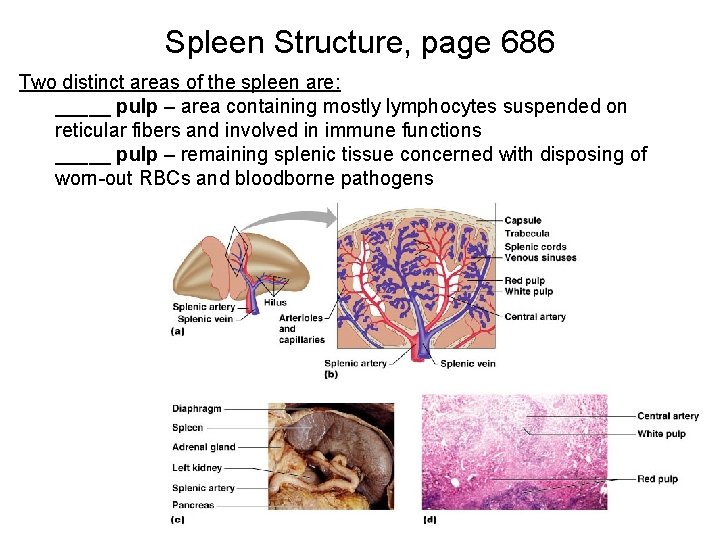 Spleen Structure, page 686 Two distinct areas of the spleen are: _____ pulp –