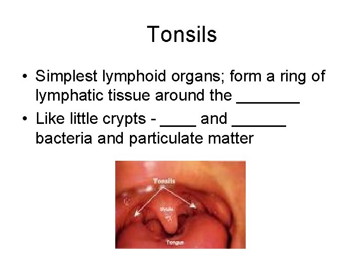 Tonsils • Simplest lymphoid organs; form a ring of lymphatic tissue around the _______