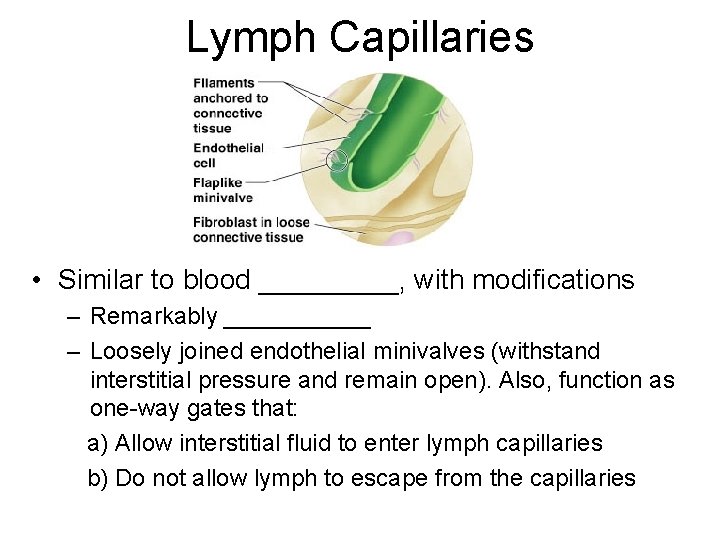 Lymph Capillaries • Similar to blood _____, with modifications – Remarkably ______ – Loosely