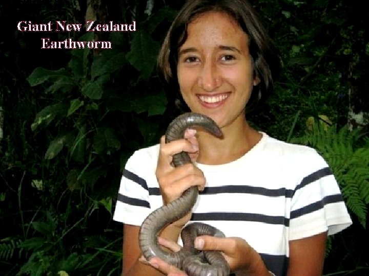 Giant New Zealand Earthworm 