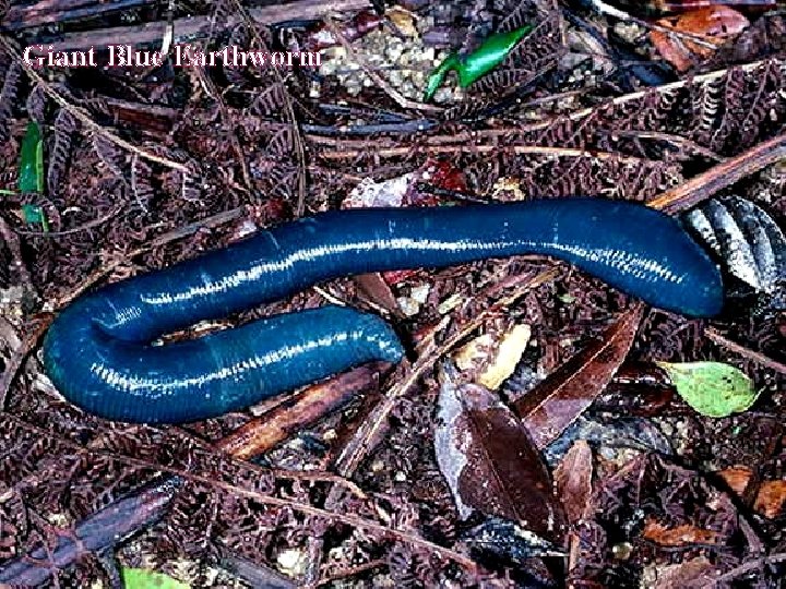 Giant Blue Earthworm 