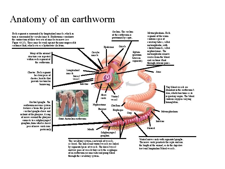 Anatomy of an earthworm Coelom. The coelom of the earthworm is partitioned by septa.
