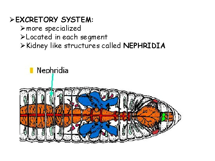 ØEXCRETORY SYSTEM: Ømore specialized ØLocated in each segment ØKidney like structures called NEPHRIDIA 