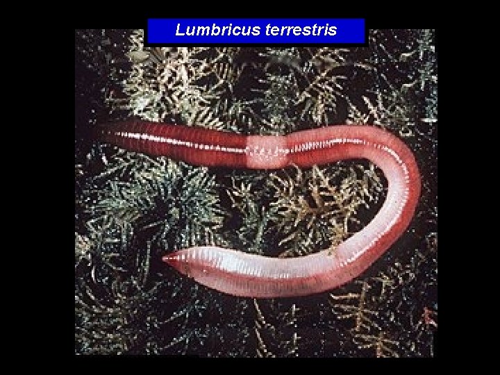 Lumbricus terrestris 