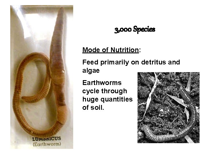 3, 000 Species Mode of Nutrition: Feed primarily on detritus and algae Earthworms cycle