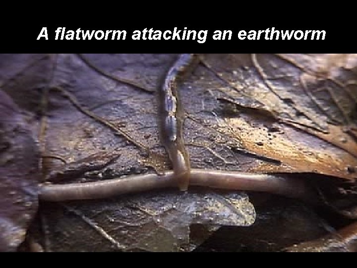 A flatworm attacking an earthworm 