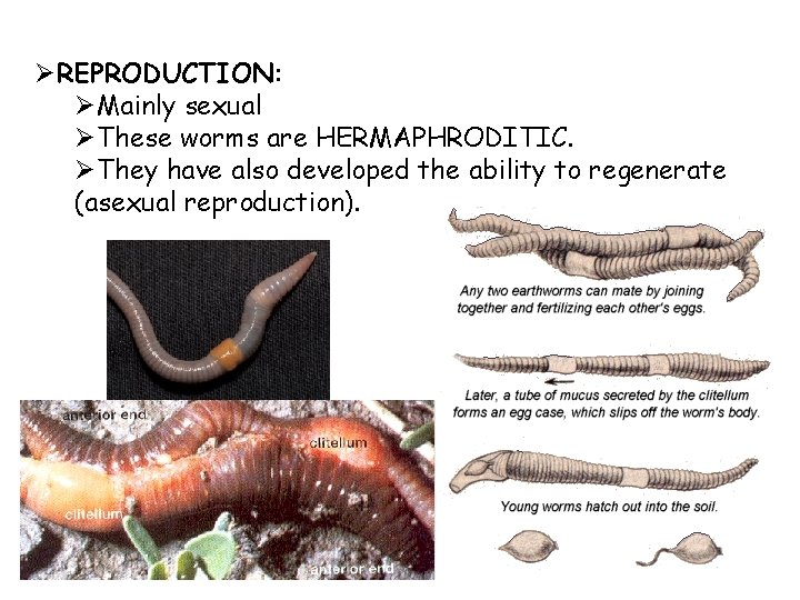 ØREPRODUCTION: ØMainly sexual ØThese worms are HERMAPHRODITIC. ØThey have also developed the ability to